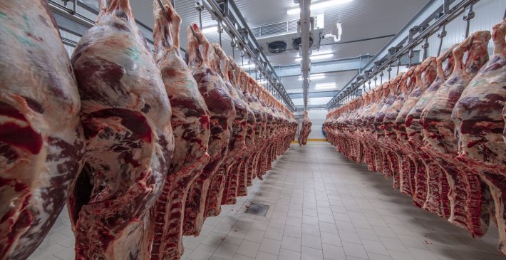 Meat industry,meats hanging in the cold store. Cattles cut and hanged on hook in a slaughterhouse. Halal cutting. Meat industry,meats hanging in the cold store. Cattles cut and hanged on hook in a slaughterhouse. Halal cutting.